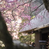 春の香りを探しに