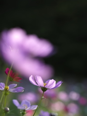 木漏れ日と秋桜