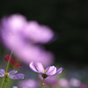 木漏れ日と秋桜