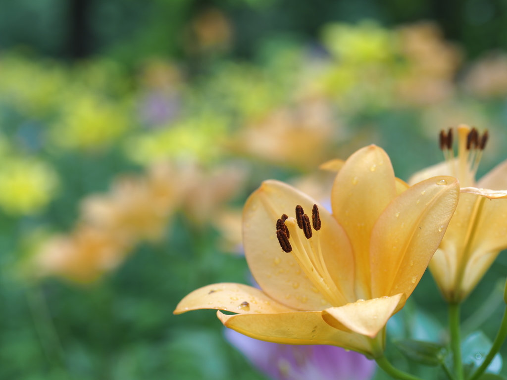 夏の香り