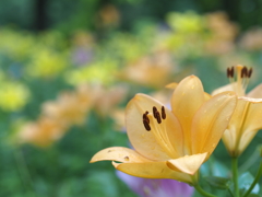 夏の香り