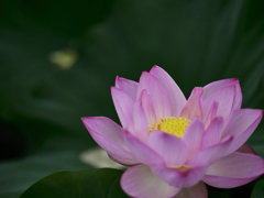 朝に華やぐ