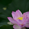 朝に華やぐ