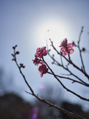 寒間の温もりに咲く