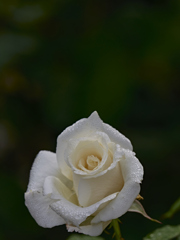 秋の白いバラに惹かれて