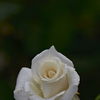 秋の白いバラに惹かれて