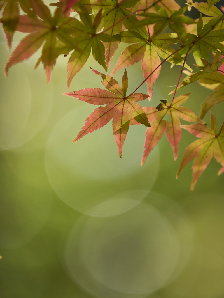 グラデーション