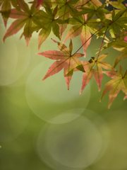 グラデーション