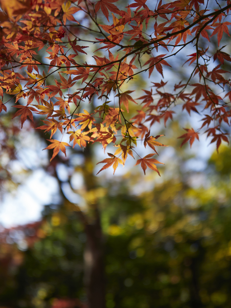 木漏れ日と紅葉と