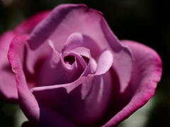 秋薔薇香る