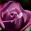 秋薔薇香る