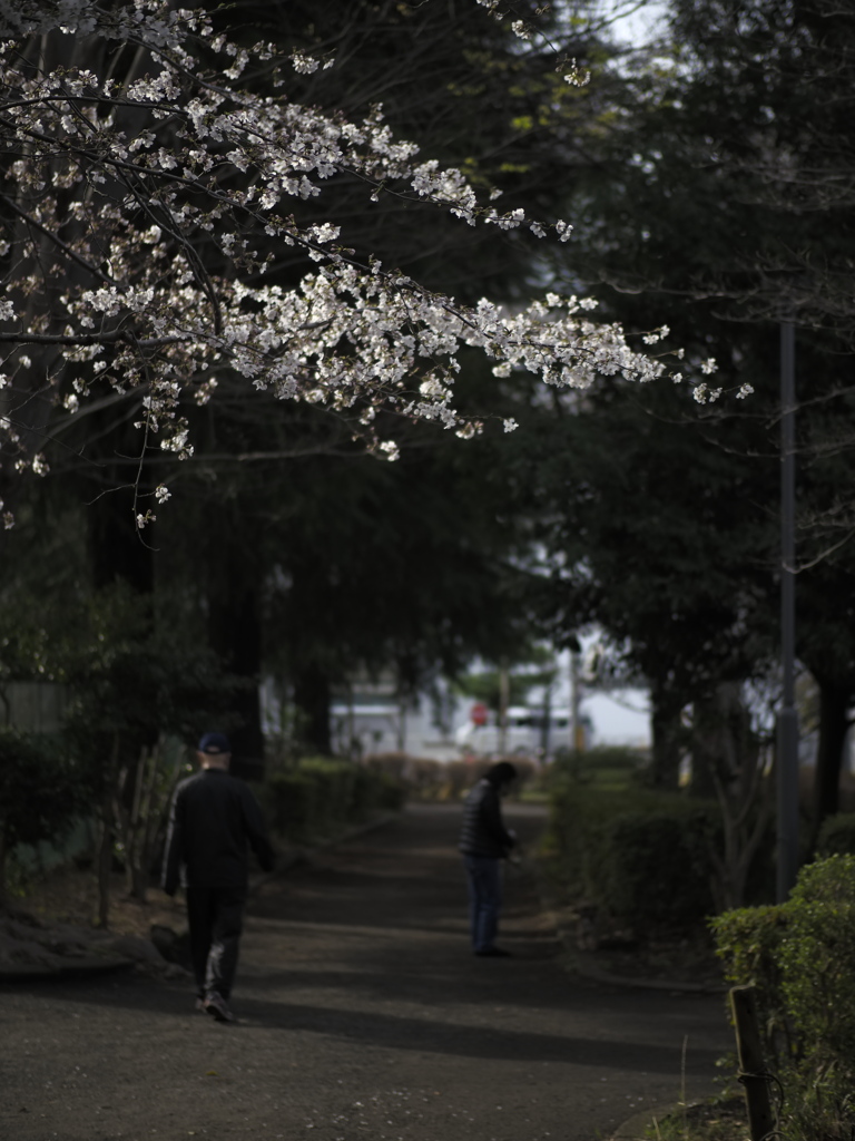 いつもの朝、いつもの春を彩る