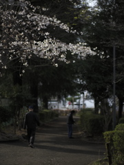 いつもの朝、いつもの春を彩る