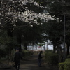 いつもの朝、いつもの春を彩る