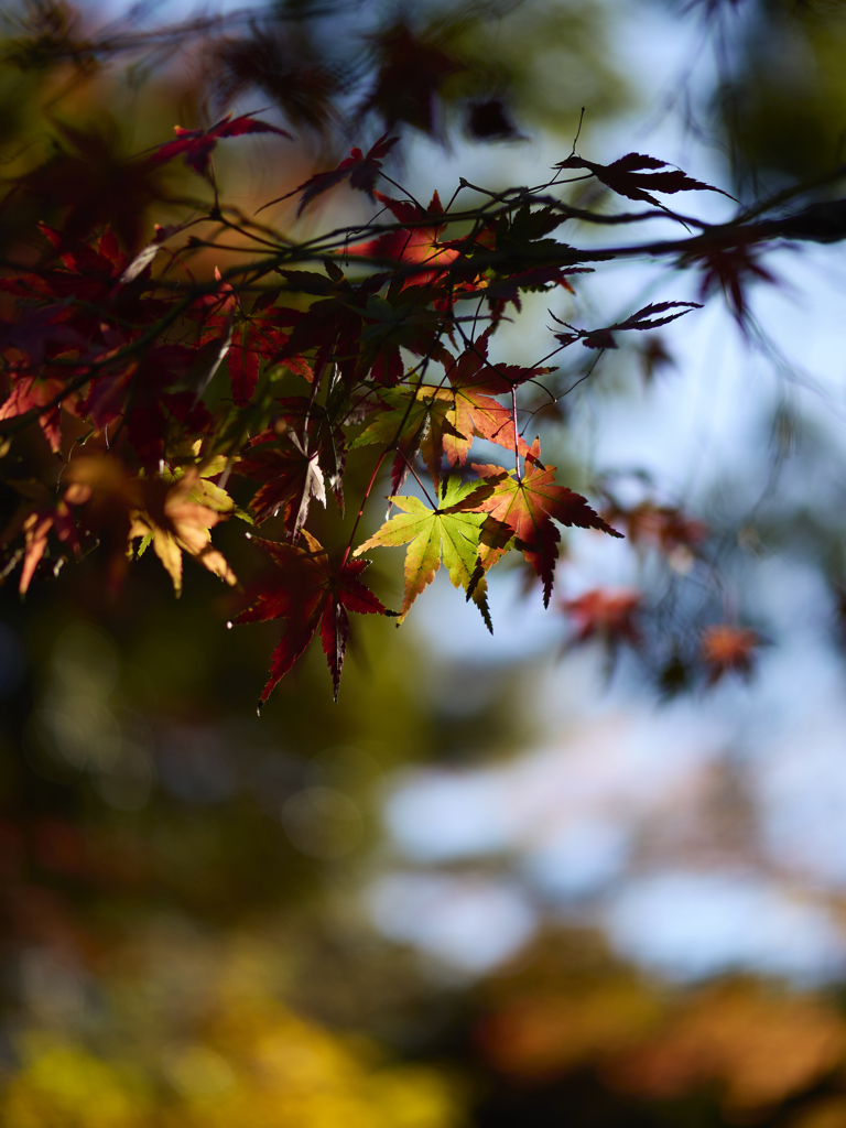 スポットライト