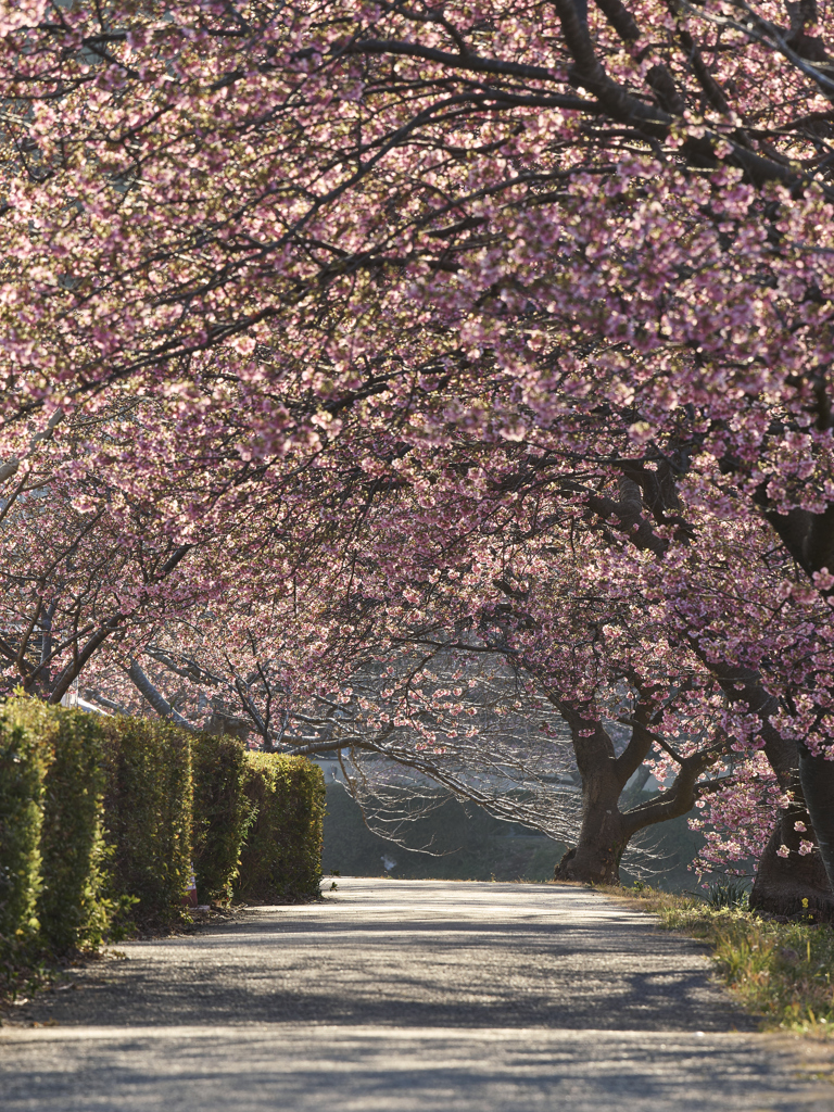 早春のトンネル