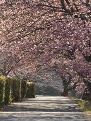 早春のトンネル