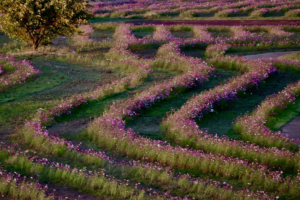 秋桜wave