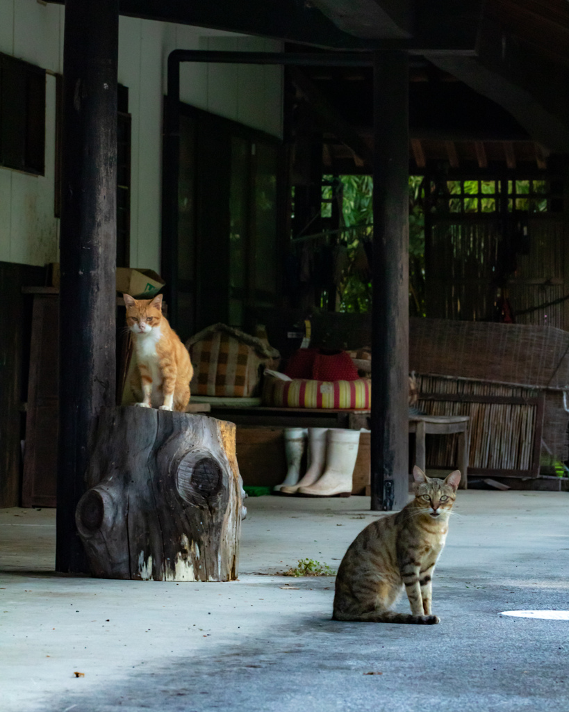 猫見つけた②