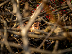 秘密基地の住人