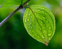 雨の日の葉(の裏側)