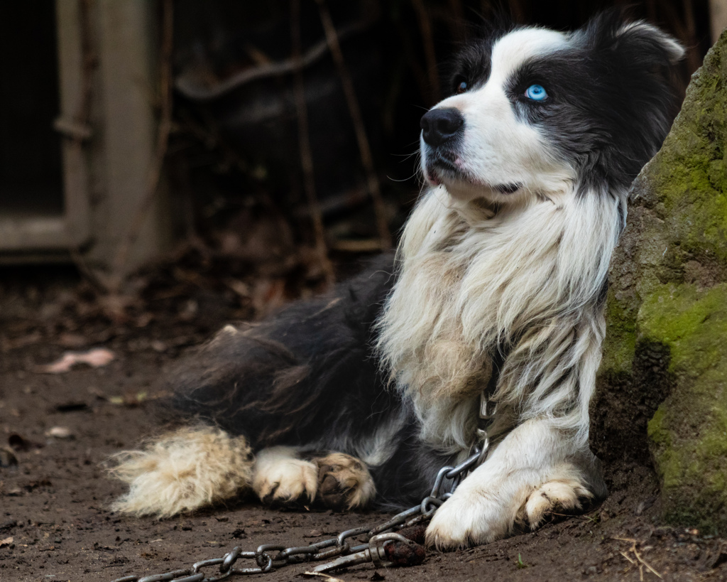 番犬の貫禄