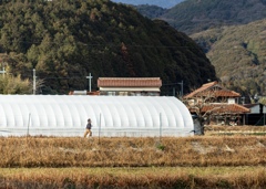 田舎の子