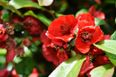 柳津虚空蔵尊に咲く真赤な花