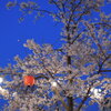 桜で一杯
