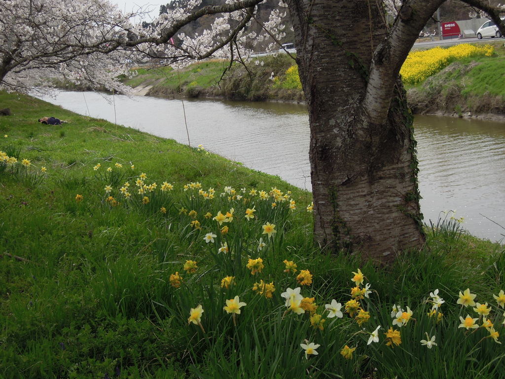 桜と川辺の水仙