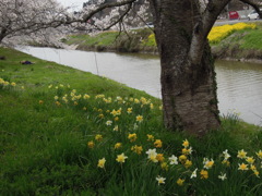 桜と川辺の水仙