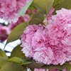 大きな八重桜