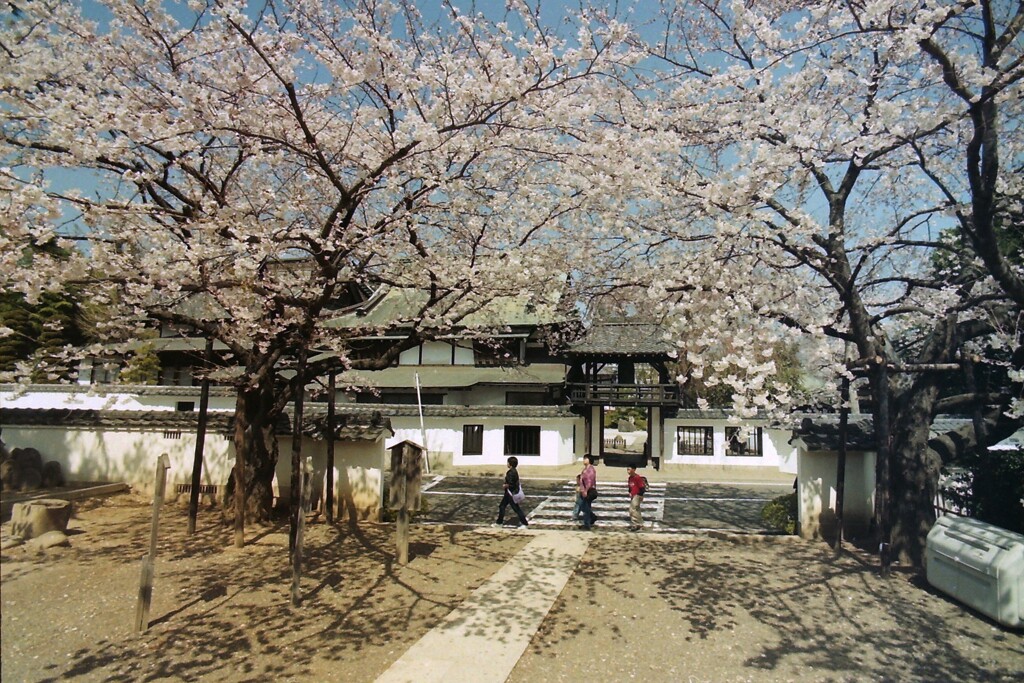 桜散り始め