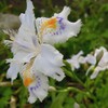 シャガの花
