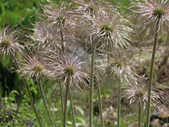 花が光る