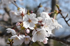 桜が咲いた