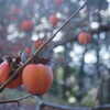 冬の柿