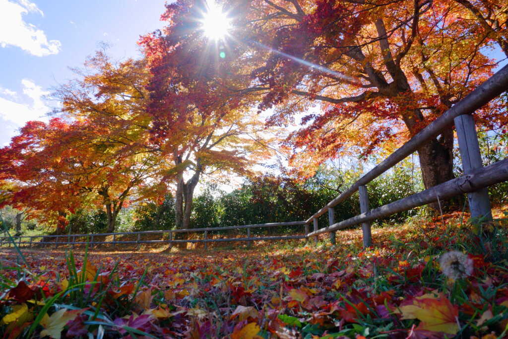 下から見上げる紅葉