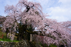 桜の滝