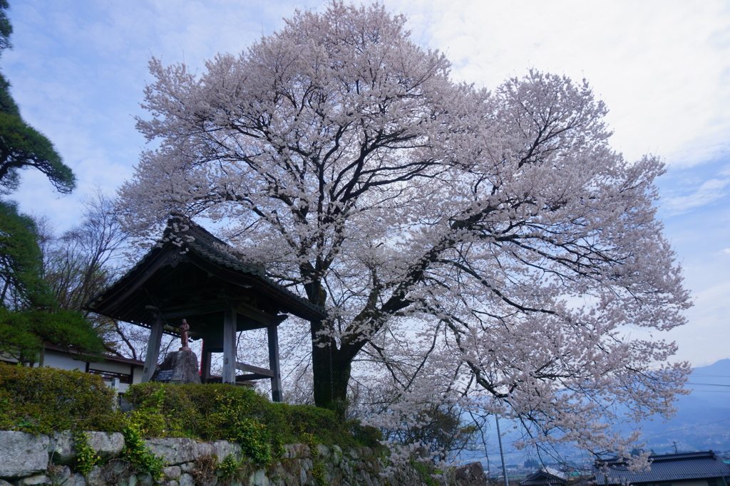 桜と鐘楼