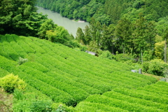 茶畑のある風景