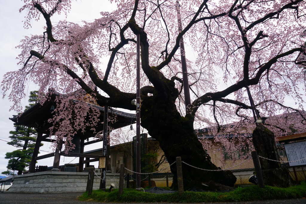 阿弥陀寺の枝垂れ桜