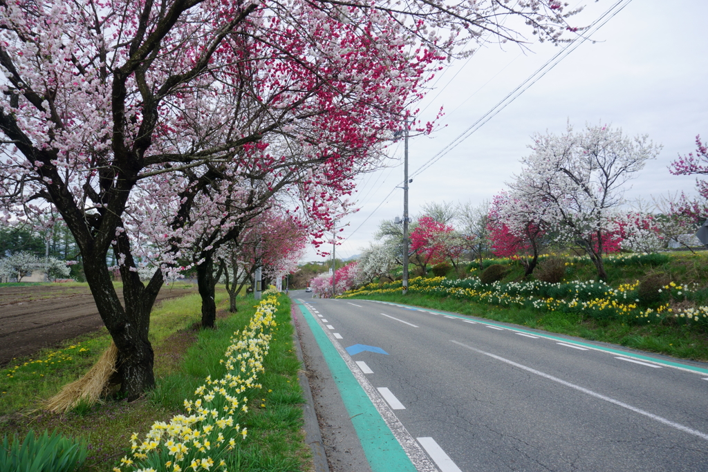 信州みのわ花街道