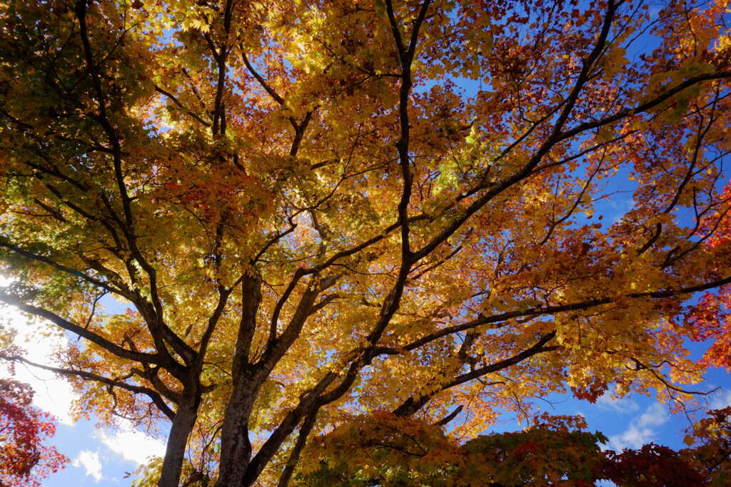 光り輝く紅葉