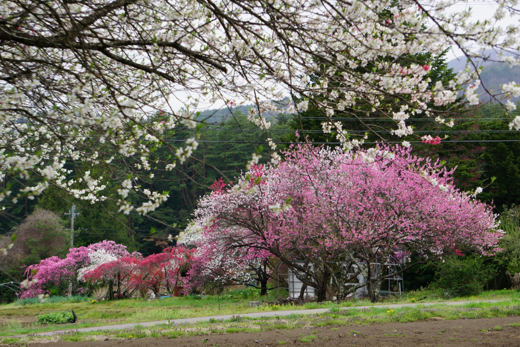 あでやかな風景