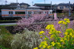 菜の花と桜と電車