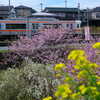 菜の花と桜と電車
