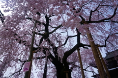 麻績の里舞台桜