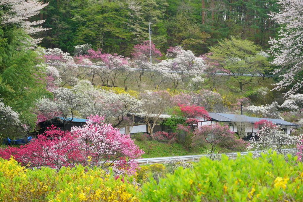 花桃のある風景