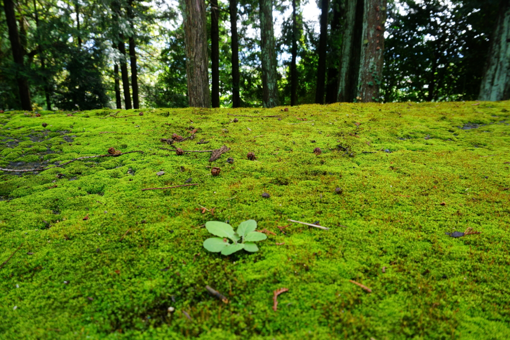 苔の絨毯